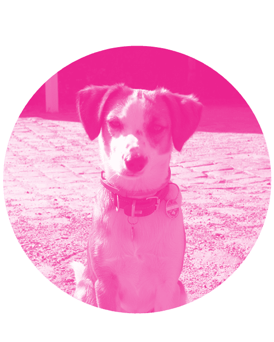 Milu der Hund